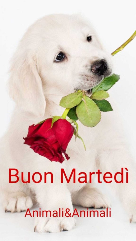 Buon Martedì